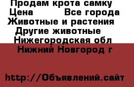 Продам крота самку › Цена ­ 200 - Все города Животные и растения » Другие животные   . Нижегородская обл.,Нижний Новгород г.